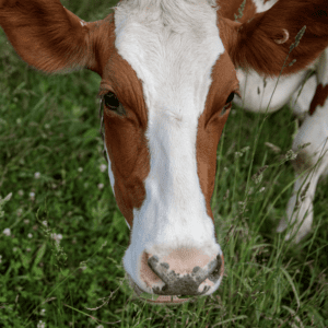 一头牛在牧场上吃草